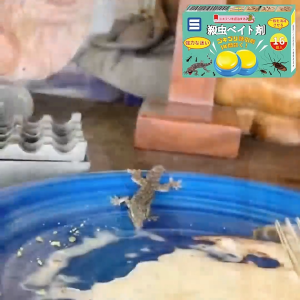 Effectively kills insects and their eggs eradicating pests at their source. Suitable for use in kitchens room corners etc. effectively killing moths flies cockroaches and other pests. umpan lipas 蟑螂藥