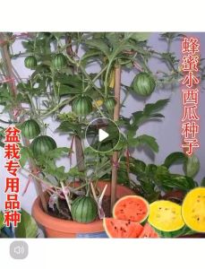 Benih Tembikai Mini Pasu/Benih Tembikai Kerdil(10 Seeds)/盆栽小西瓜籽/Dwarf Flesh Watermelon Seeds
