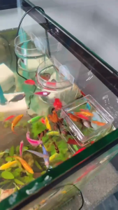100g Cám Trùn Huyết - Thức ăn tươi sấy khô giàu dinh dưỡng cho cá bảy màu cá betta cá vàng guppy...