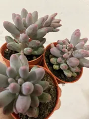 Echeveria 'Claudia' Rose Succulent 克罗地亚玫瑰多肉植物 | Lazada