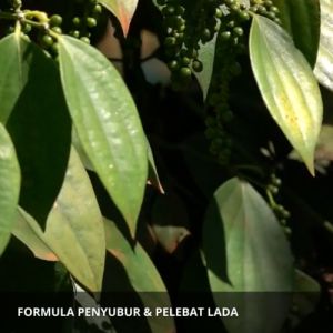 Pupuk Pelebat Buah Lada: Cara Meningkatkan Produksi Tanaman Lada