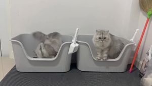 A Comprehensive Guide to Large Capacity Cat Litter Boxes