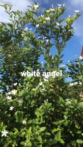 white angel for your garden