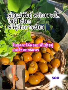 หอยเชอร์รี่สีทอง พ่อแม่พันธ์ุไข่ดีไข่ดก