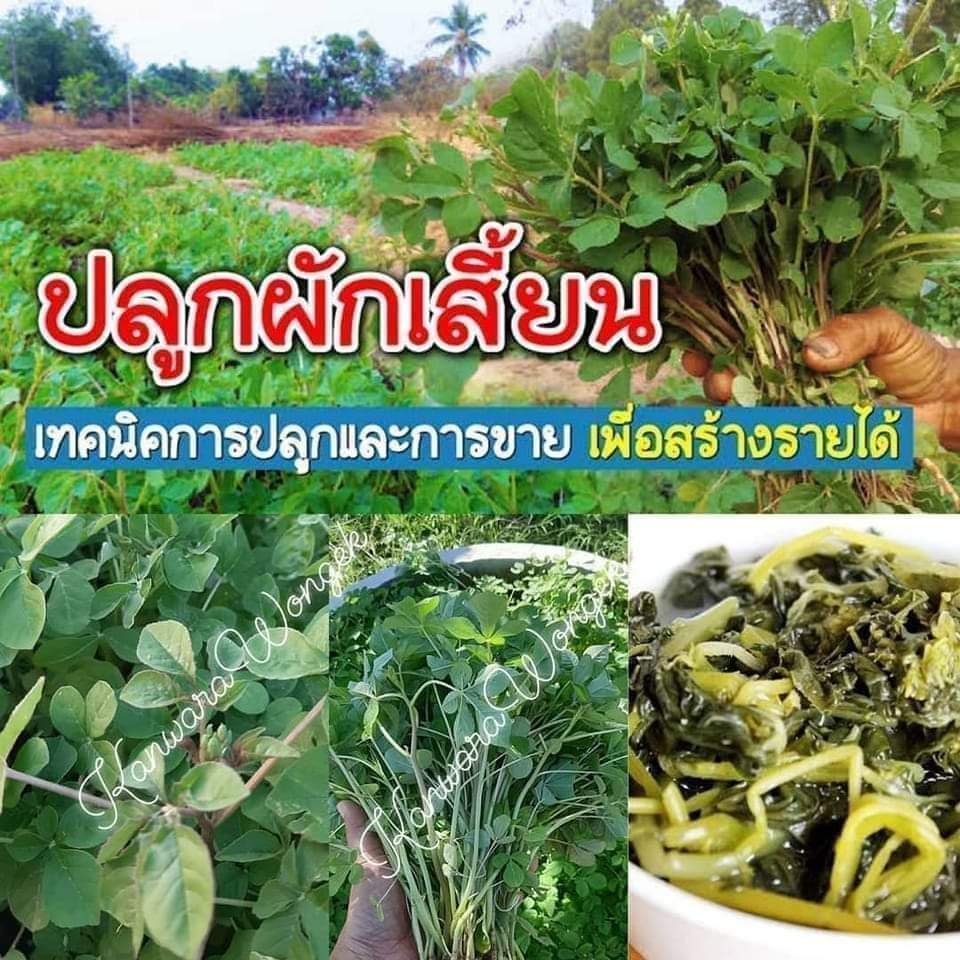 เมล็ดผักเสี้ยน 19บาท ((บรรจุ1,000เมล็ด))