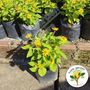 🌼ต้นกระดุมทอง ดอกสีเหลือง 🌻ออกดอกตลอดทั้งปี ไม้มงคล ไม้ดอกสวยๆ จัดส่งพร้อมถุงชำ 6 นิ้ว