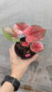ทรัพย์พูนผล บอนสี Caladium