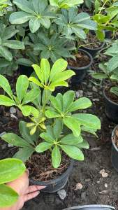 หนวดปลาหมึก ไม้มงคลใบสวย กระถาง5-6นิ้วแต่งสวน แต่งบ้าน