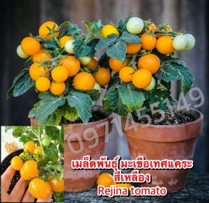 เมล็ดพันธุ์ มะเขือเทศ แคระสีเหลือง Rejina tomato นำเข้าจากญี่ปุ่น ( Micro Dwarf Tomato )59