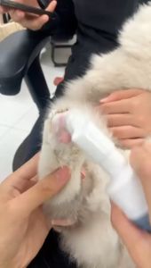 Pet Paw Cleaner Foam for Cats & Dogs | Waterless Foot Cleansing Wash | Ready Stock Malaysia