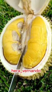 Bibit Durian Musangking Super Cepat Berbuah