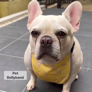 PETSALUMNI ชุดกันเปื้อนสุนัข กันเปื้อนหมา กันเปื้อนคอร์กี้ กันเปื้อนน้องแมว กันท้องเปื้อน ผ้ากันเปื้อน เสื้อหมา เสื้อแมว เสื้อกันเปื้อนสุนัข เสื้อสุนัข - Lazada