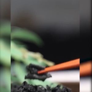 ✨สาหร่ายวากาเมะ เกรดA+ 200g 💯วากาเมะ สาหร่ายวากาเมะอบแห้ง Wakame (미역) สาหร่ายเกาหลี ซุปสาหร่าย ซุปมิโซะ ยำสาหร่าย✨ワカメ