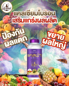 ปุ๋ยบำรุงส้ม แคลเซียมโบรอน (แคลฟ่า 1 ลิตร) เพิ่มปริมาณเนื้อ ผลใหญ่ขึ้น เปลือกสวย ผิวเนียน ขั้วผลเหนียว ดอกสมบูรณ์ ติดผลดี