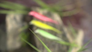 D1 Carp Fishing Soft Lure With Lip 85mm 2.5g Drift Freshwater Bait Leurre Souple Rolling Action Pesca Black Bass Perch Tackle