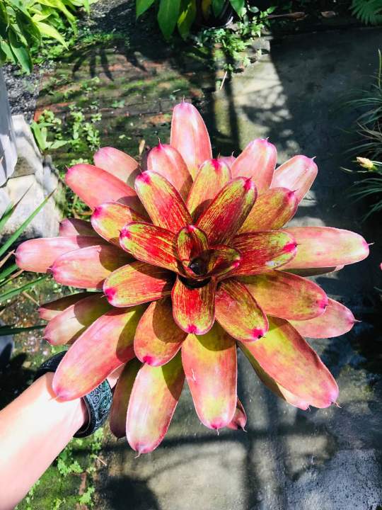 Neoregelia Lime & Larva Plants ( 積水风梨/bromeliad ) | Lazada