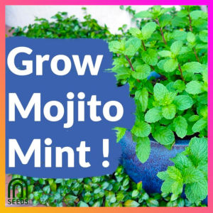 SeedsPLAZA™ - Mojito Mint/Spearmint Seeds for Planting Herbal Plants (15 Seed) + Instructions for F1 Hybrid Plant