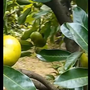Bibit Tanaman Black Sapote hasil OKULASI Super Unggul