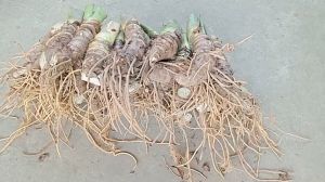 combo 50 củ ráy voi thân mập nhiều rễ