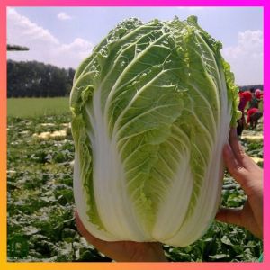 SeedsPLAZA™ - Chinese Cabbage Hybrid F1 Seeds for Planting Vegetable Plants (25 Seed) Organic Green Plant also for Pots