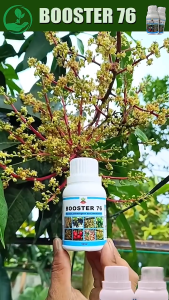 STIMULATE FRUIT BOOSTER 76 150ml Organic Flowering & Fruiting Enhancer for Plants(Liquid Fertilizer) .