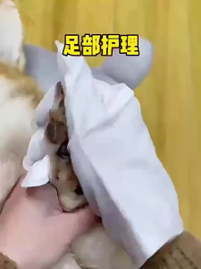 【Ready】6pcs Pet Grooming Gloves Soft Skin Care Durable Odor Removal Wet Wipes For Dogs Quick Dry Cleaning Bath-Free ToolTisu Basah Kucing Anjing - Sarung Tangan Pet Grooming - Sarung Tangan Mandi Kucing Tanpa Air Tanpa Bilas