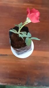 ถุงเพาะชำ ถุงเพาะกล้า ถุงดำ ขนาด 8นิ้ว x 16นิ้ว(28-30ใบ/1กิโลกรัม)