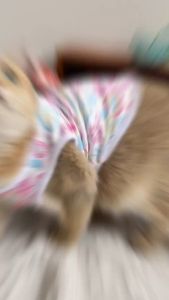 Pet Dog Cat Clothes Puppy Clothes Dog Summer Clothes Pet Cat Vest Shih Tzu Dog Clothes