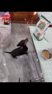 thức ăn hạt Today Dinner dành cho mọi độ tuổi và mọi giống chó - T3 PETS SHOP