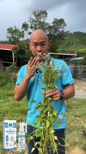 Xịt Xoang Mũi Thảo Dược Cú Đấm Thép 25ML Giảm Viêm Xoang Hiệu Quả Sử Dụng Xịt Mũi Ngày 2 Lần Giải Quyết Viêm Mũi Dị Ứng Thuốc Xịt Sinh Thái Từ Thiên Nhiên - Lazada