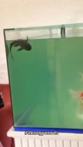 Pembersih Aquarium Kaca 10X lebih Efektif Bersihkan Kerak Glass Cleaner Etanox