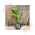 (GG real plant) anak pokok cempedak perak champion ^ bagus cepat berbuah hybrid top quality pokok durian kebun buah sedap fruit. 