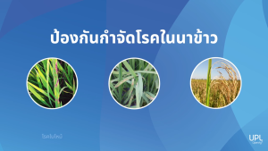 คาไซ-เอส ยกลัง UPL ขนาด 1 ลิตรX10 ขวด สารป้องกันกำจัดเชื้อราและแบคทีเรียชนิดดูดซึม โรคกาบใบแห้ง ใบใหม้ เน่าคอรวง