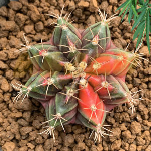 【24H SHIP OUT】GYMNOCALYCIUM MIHANOVICHII VARIEGATED 米哈锦 牡丹锦 仙人球仙人掌CACTUS