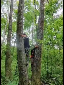 ชุดอุปกรณ์ปีนเขา ชุดอุปกรณ์ปีนต้นไม้ อุปกรณ์ปีนเขาต้นไม้ พร้อมเข็มขัด ชุดนักปีนต้นไม้ พร้อมสายรัดนิรภัย ใช้งานง่าย สำหรับเก็บผลไม้ ปีนเขา กีฬากลางแจ้ง