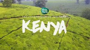 Infantino | Asia Farm Purple Tea (White Peach / Berries Cool / Citrus Lemon)