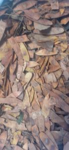 100 gram quả trắc đỏ giống