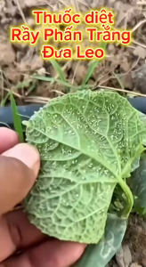 (Đu đủ) AT ARMY 50SP trừ rệp sáp rầy mềm bọ trĩ gây hại đu đủ không nóng phun được cả cây con