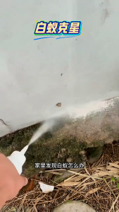 ant killer chalk Insecticide powder Household indoor cockroaches and ants Termites Killer Powder outdoor garden reptiles bedroom anti-flea bed bug medicine ant bait ant killer  insect baits traps