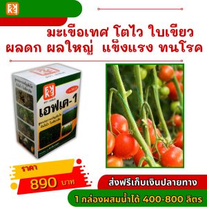 มะเขือเทศ โตไว ใบเขียว ผลผลิตดี ฉีดพ่นปูย FK-1 ต้นทุนมากที่สุด 4 เท่า 20 เป็นพื้นฐาน