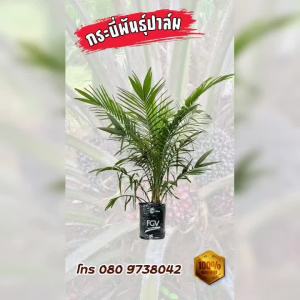 ต้นปาล์ม กล้าปาล์ม ยังกัมบิML161 แท้100% (รุ่น 8เดือน) โทร 098 0130425