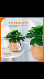 Cây nhân tạo Chậu cây Ngũ Gia Bì để bàn trang trí nhà cửa homestay... cao 24cm