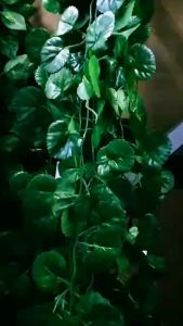 ผลลัพธ์หลายแบบ ใบไม้ตกแต่ง ใบไม้ปลอม ไม้เลื้อยปลอม ใบไม้ประดับ ใบไม้ตกแต่ง พร็อพถ่ายรูป เสริมสร้างความงามใหม่ในการสอนในราคาต่ำสุด