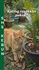 Penghalau Kucing 1.5/2Mx30CM Cat Spike Mat Cat Deterrent Kucing Berak Merata Anti Kucing Animal Repellent Mat SHS Kebun