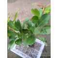 Duhat Grafted Giant fruit/Lomboy/ Giant Java Plum fruit hybrid tree Var. 