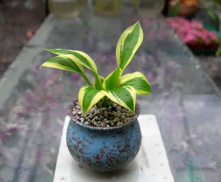 %5BHCM%5DTR%E1%BA%A6U%20B%C3%80%20NAM%20M%E1%BB%B8%20(C%C3%93%20HOA)%20-%20Image%203