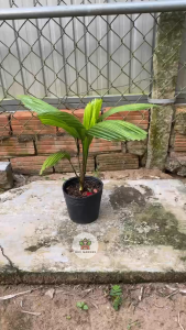 Cây Cọ Nhật (Kè Nhật) Mini - Tổng thể tầm 25-35 cm - Cây trang trí sang trọng!