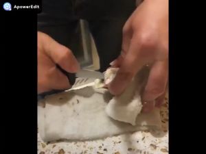 Dao Tách Vỏ Hàu Thép Không Rỉ Cán Đen Cứng Cáp Tách Mở Vỏ Hải Sản Tiện Lợi