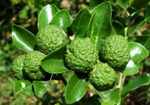 bibit jeruk purut berbuah