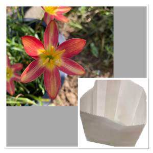 ฑ.หัวดอกบัวดิน Spider Attacks หัวละ 15 บาท